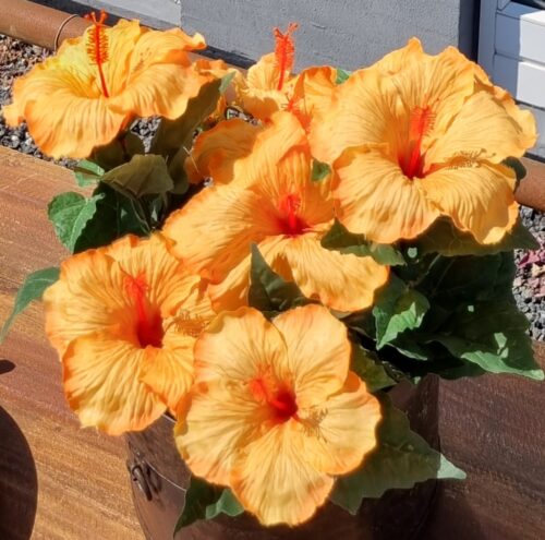 Smuk orange Hibiscus i potte