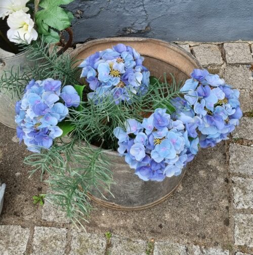 Hortensia lyseblå - stort flot blomster hoved