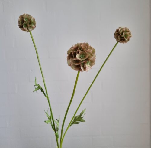 Sød grønlig Scapiosa stilk med 3 fine blomster