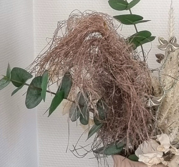 Græs med flot busket hoved