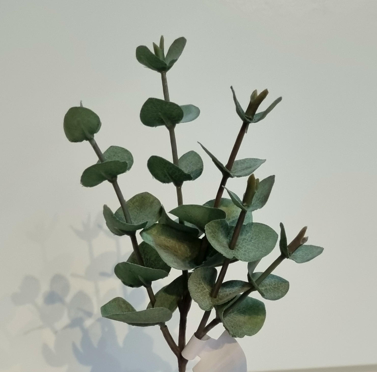 Eucalyptus flergrenet lys oliven