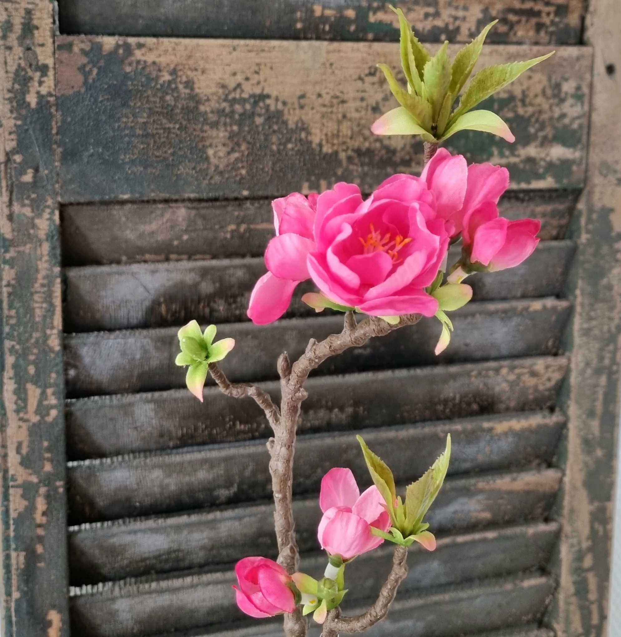 Æblegren med fine rosa blomster