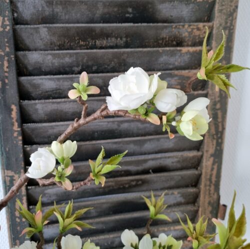 Æblegren med fine hvide blomster