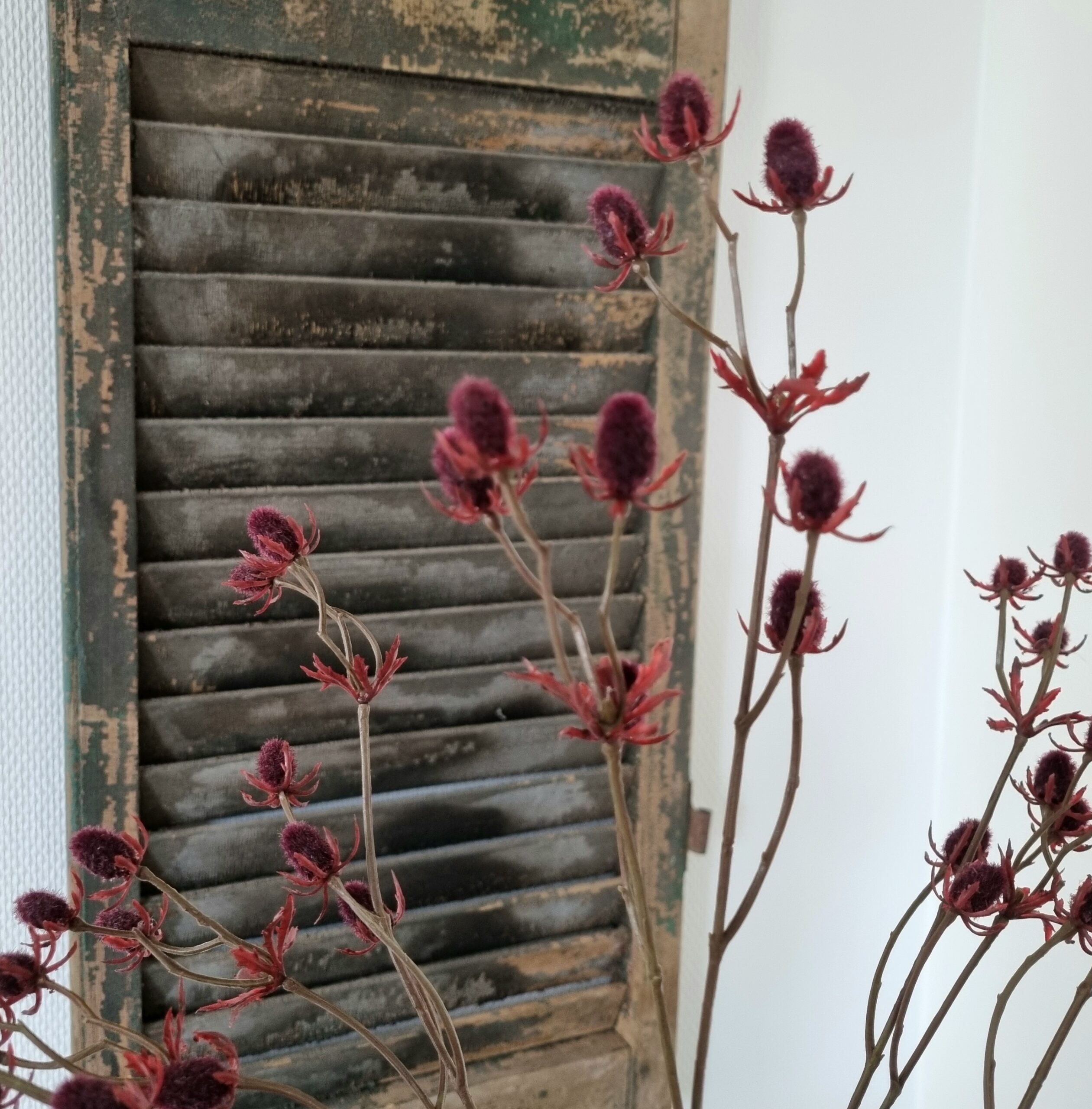 Smuk vinrød Tidsel - flergrenet