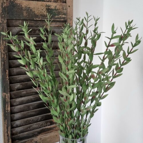 Eucalyptus gren i mørk grøn farve – så flot