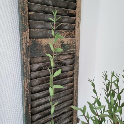Eucalyptus gren i mørk grøn farve – så flot