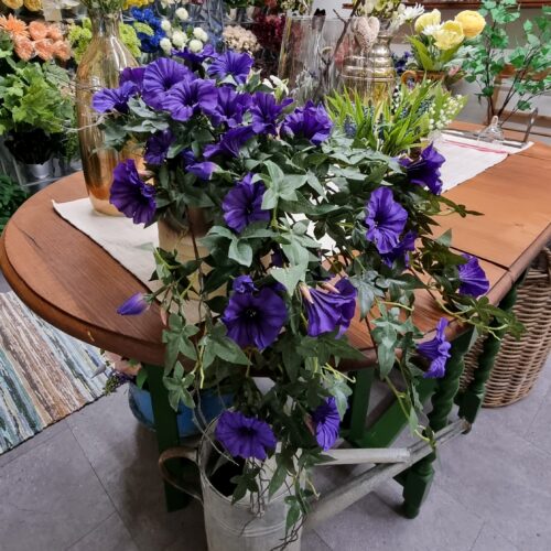 Morning Glory – stor Ipomea lilla Morgen Herlighed