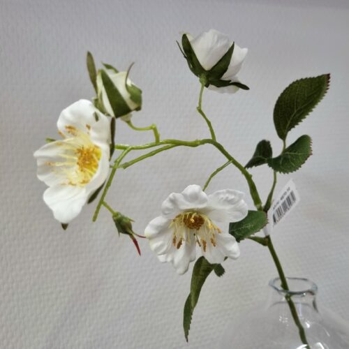 Japansk klatre rose – flotte flergrenede