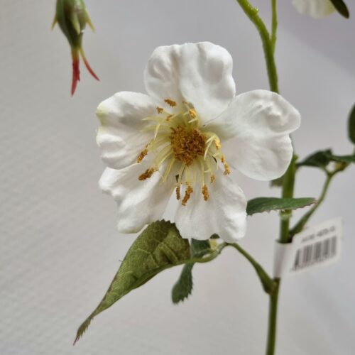 Japansk klatre rose – flotte flergrenede