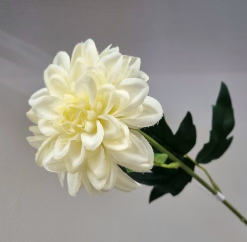 Zinnia fin flødefarvet - flot blomsterstilk