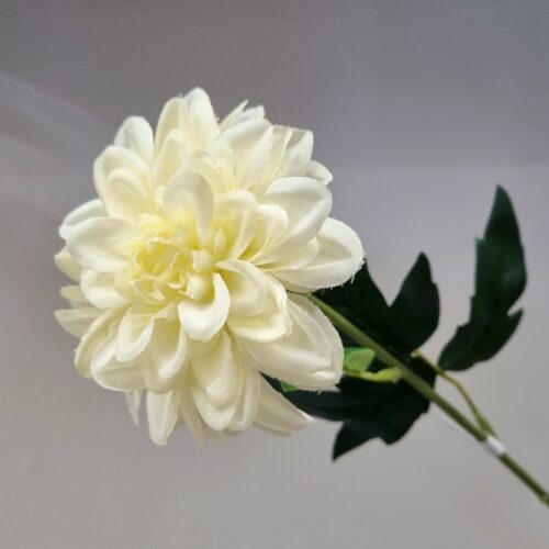 Zinnia fin flødefarvet  – flot blomsterstilk