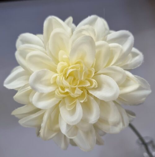 Zinnia fin flødefarvet