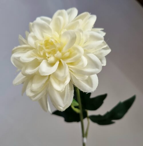 Zinnia fin flødefarvet