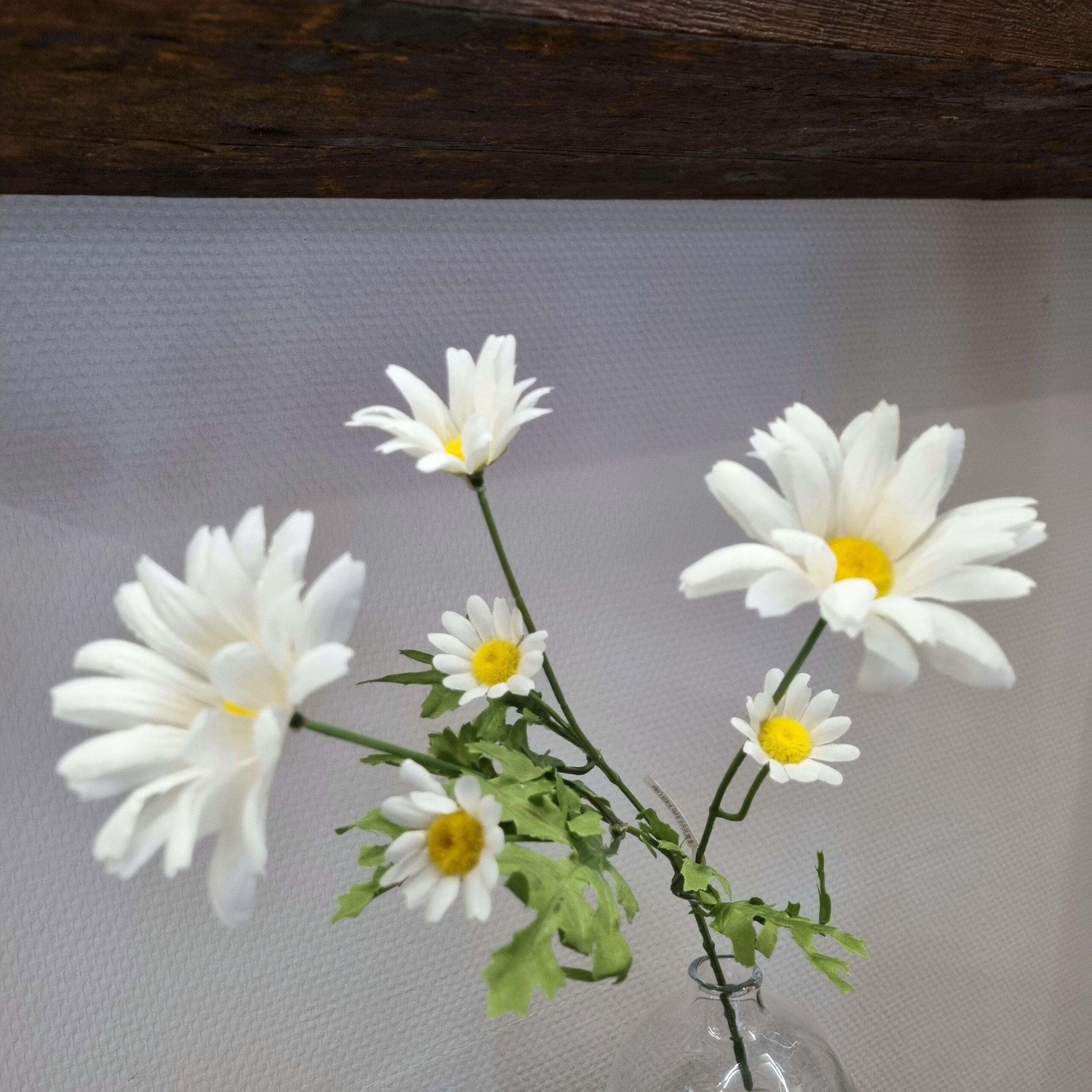 Skønne Margueritter med flotte blomster hoveder