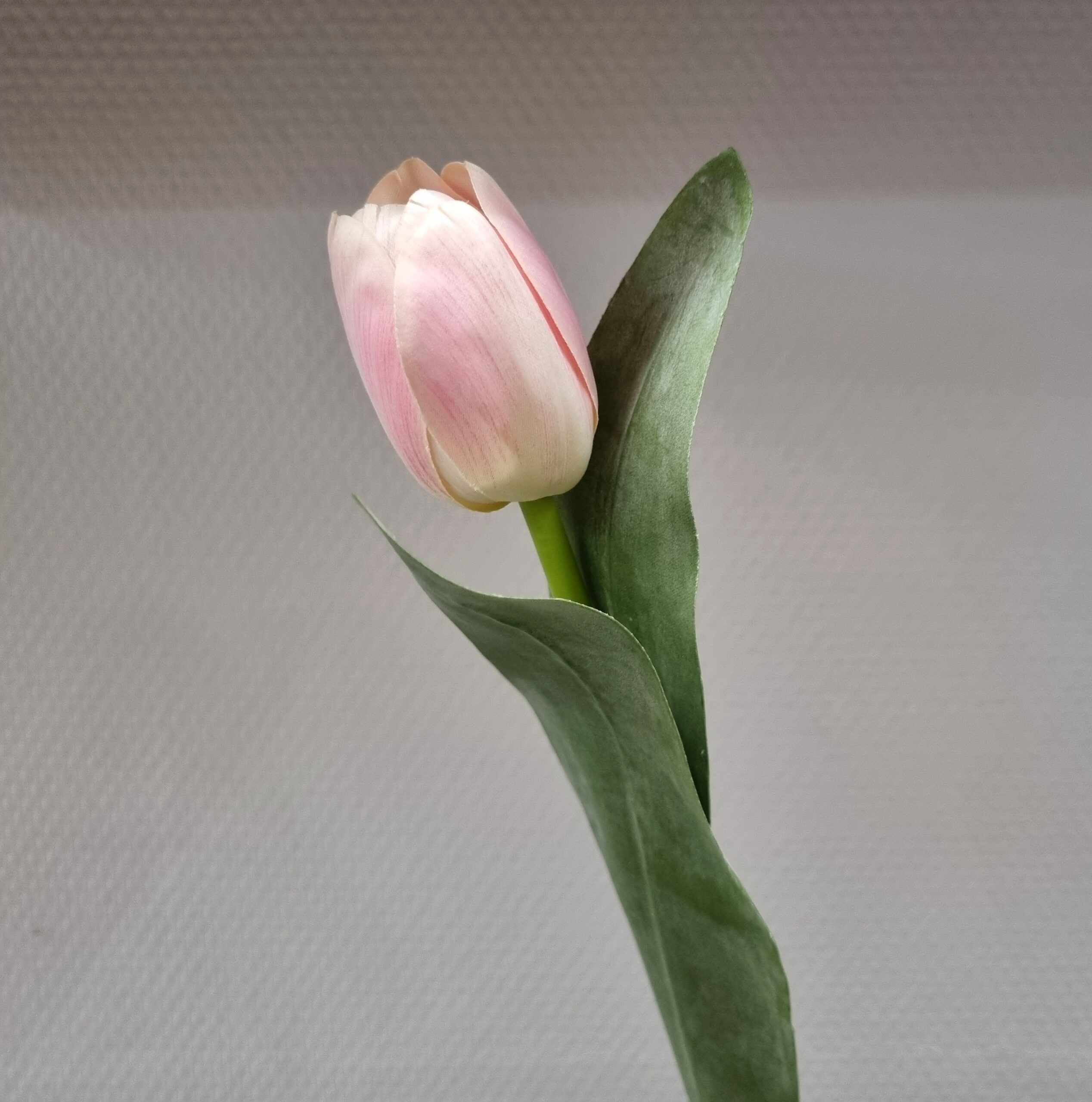 Smuk lyserød Tulipan - fin og enkel