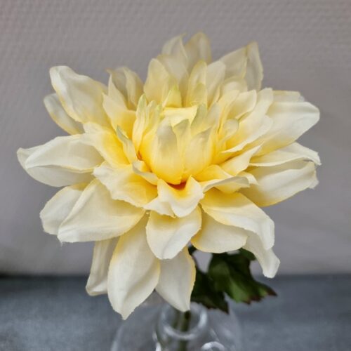 Dahlia fin pastelgul  – flot blomsterstilk