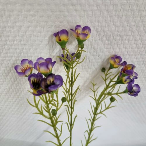 Lilla Voksblomst – sød flergrenet