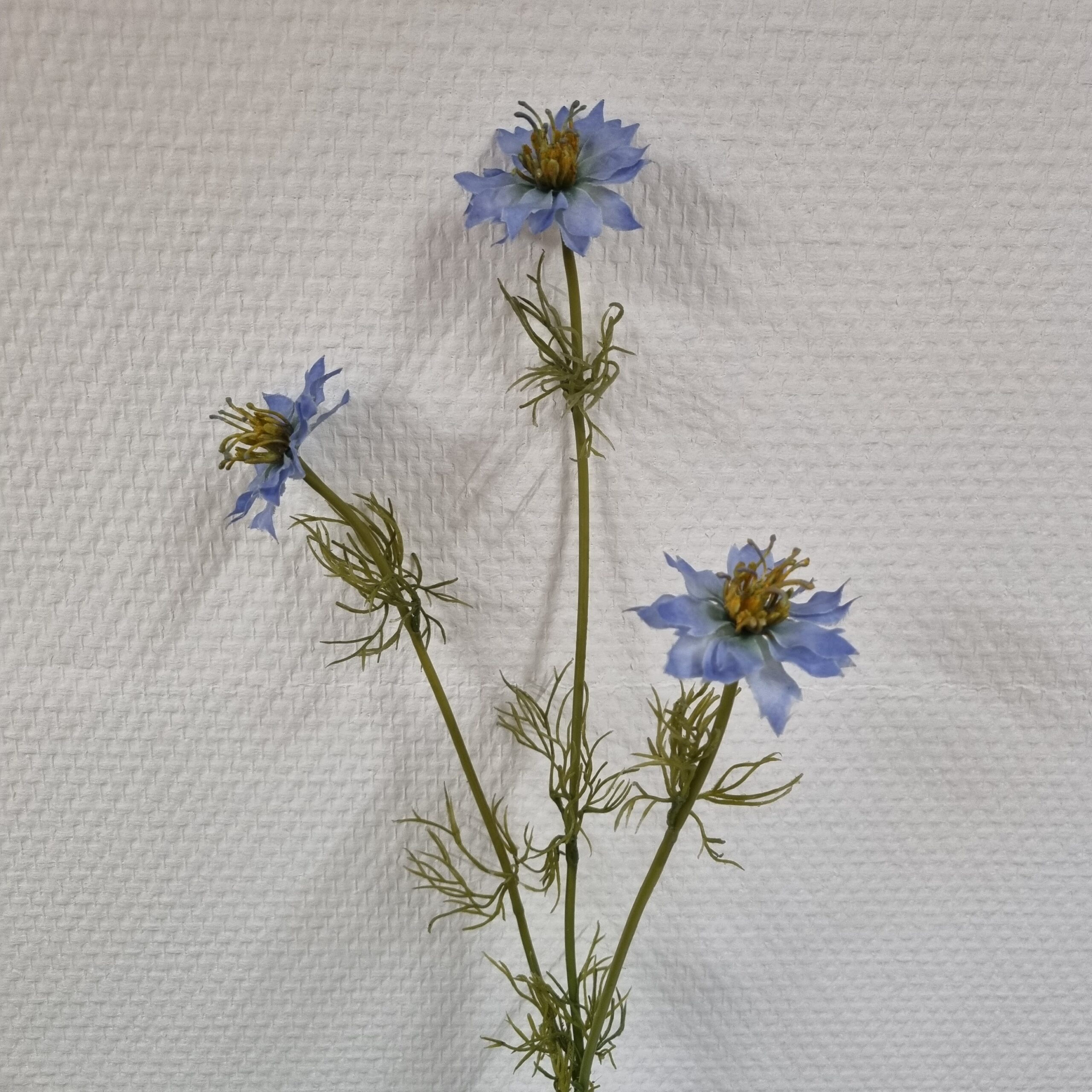 Blå Nigella - flergrenet