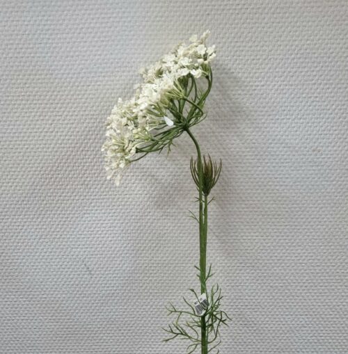 Allium flot hvid fyldig 2-grenet blomster stilk