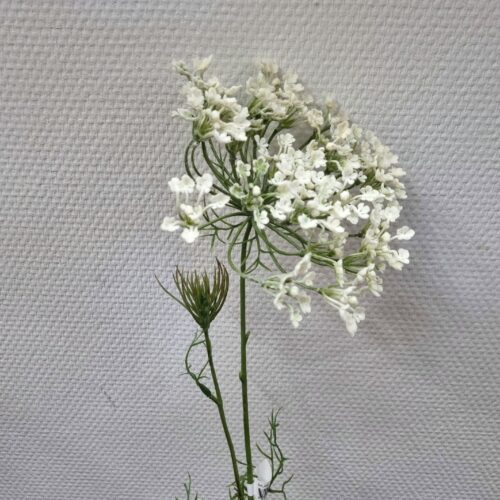 Allium flot hvid fyldig 2-grenet stilk