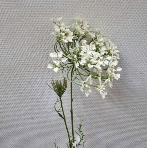 Allium flot hvid fyldig stilk