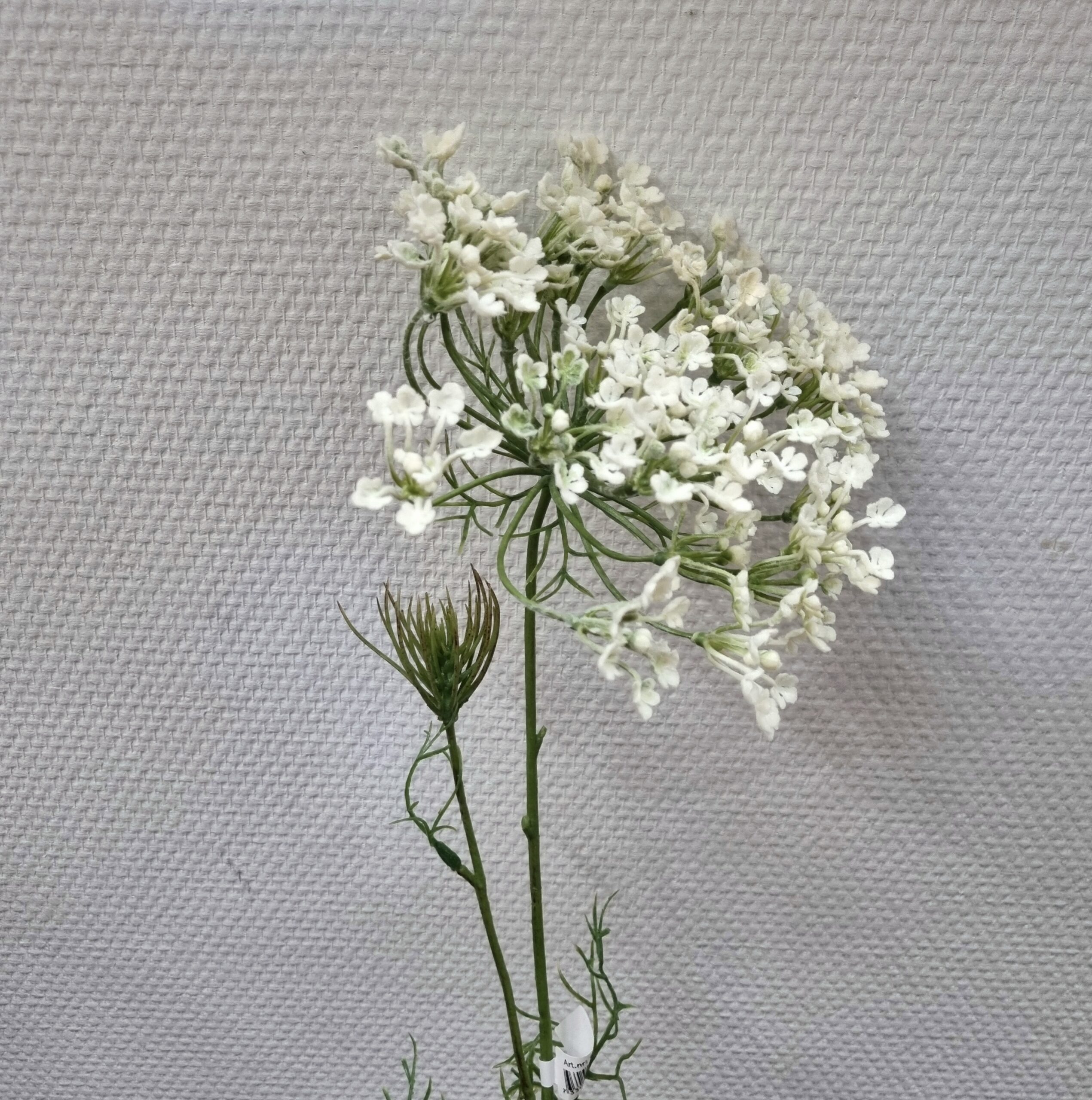 Allium flot hvid fyldig stilk