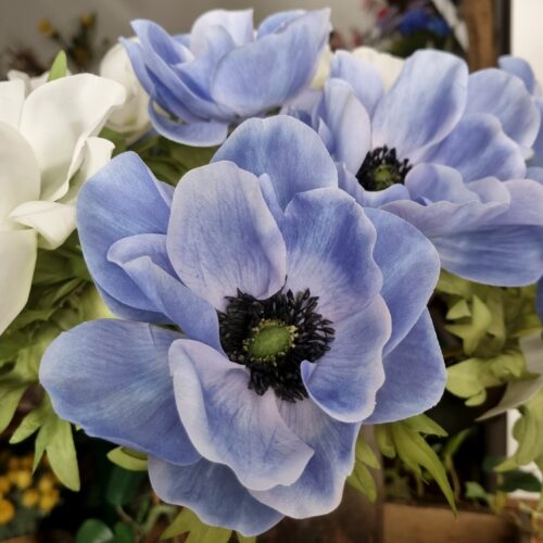 Anemone blå med stort flot hoved – så smuk
