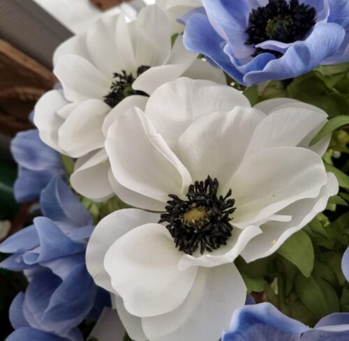 Skønne Anemoner i hvid eller blå