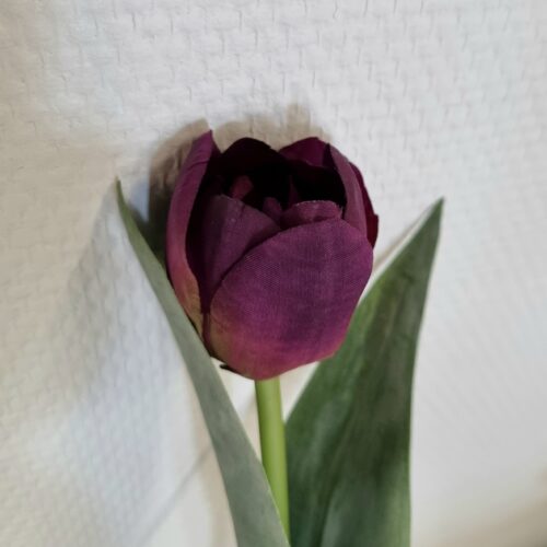 Smuk lilla Tulipan – fin og enkel