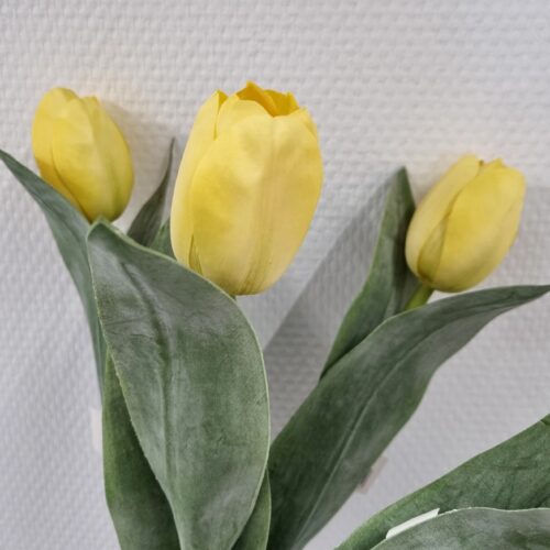 Smuk gul Tulipan – fin og enkel
