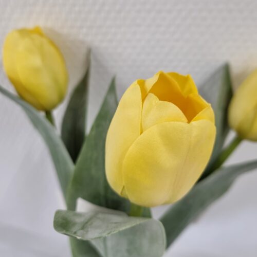 Smuk gul Tulipan – fin og enkel
