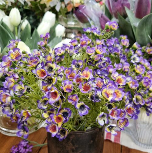 Sød Voksblomst