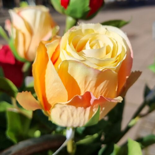 Roser gule langstilkede 50 cm – flotte naturtro