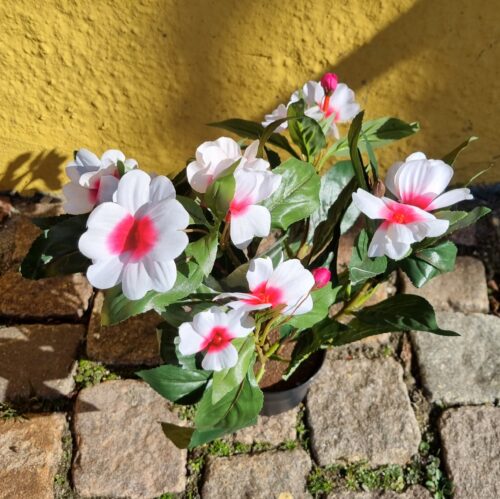 Flittiglise hvid/rosa i potte