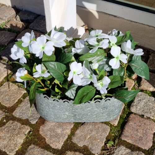 Flittiglise hvid i potte – flot og fyldig