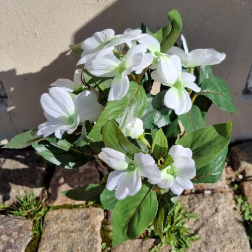 Flittiglise hvid i potte – flot og fyldig