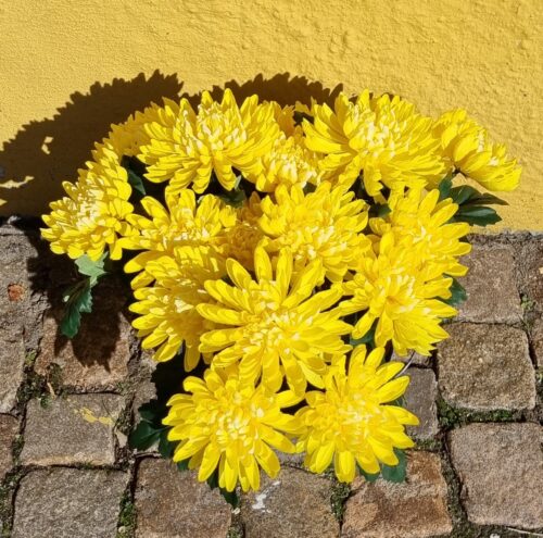 Krysantemum gul i potte