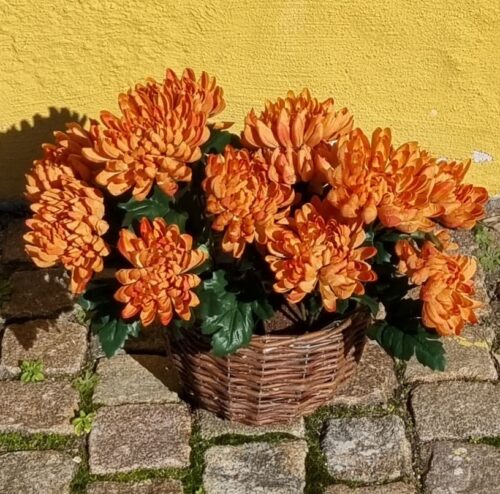 Krysantemum brændt orange i potte