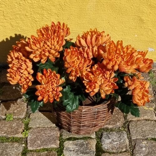 Krysantemum brændt orange i potte – flot og fyldig