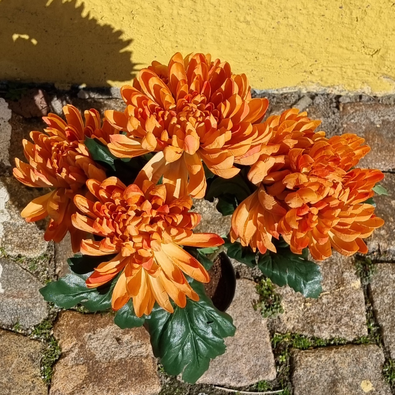 Krysantemum brændt orange i potte