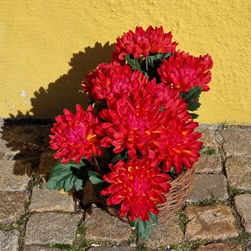 Krysantemum cerise/gul i potte – flot og fyldig