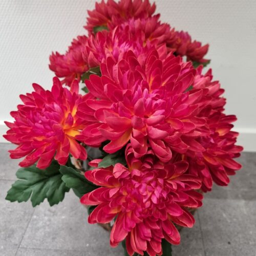 Krysantemum cerise/gul i potte – flot og fyldig