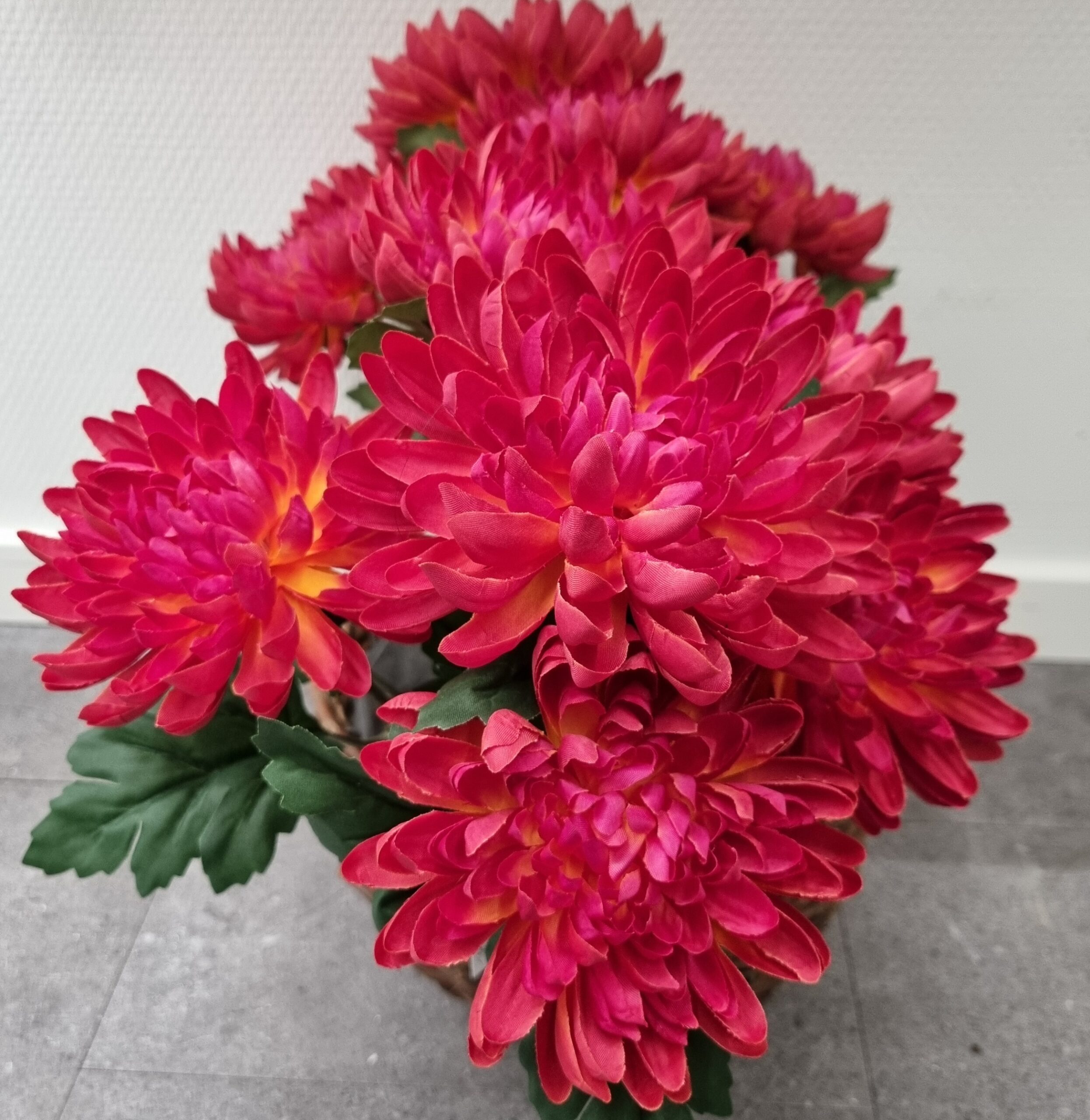 Krysantemum cerise/gul i potte - flot og fyldig