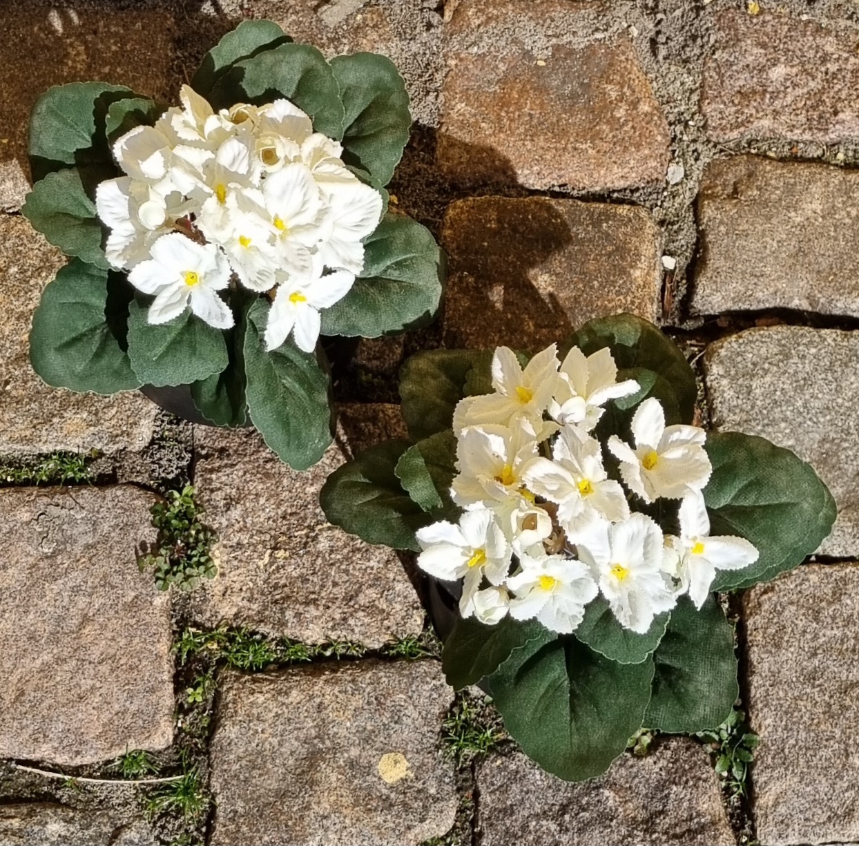 St. Paula hvid i potte - sød og dekorativ