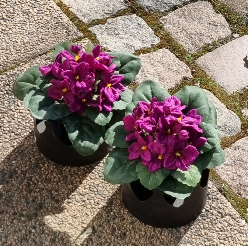 St. Paula cerise i potte