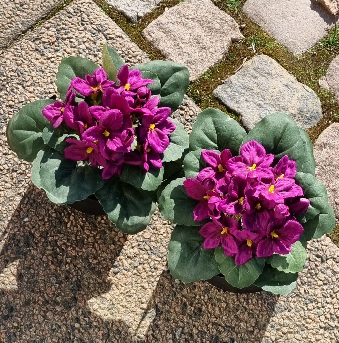 St. Paula cerise i potte