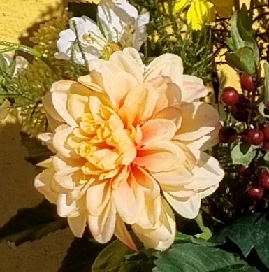 Zinnia fin pastelorange - flot blomsterstilk