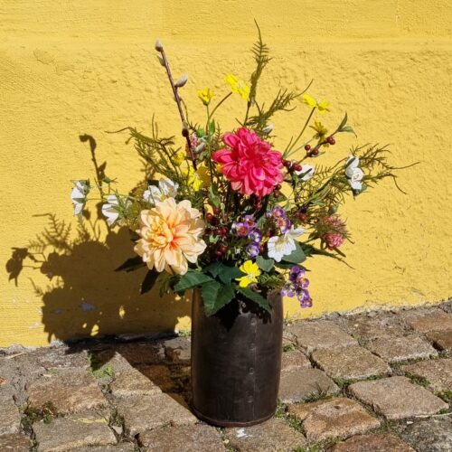 Zinnia fin pastelorange – flot blomsterstilk