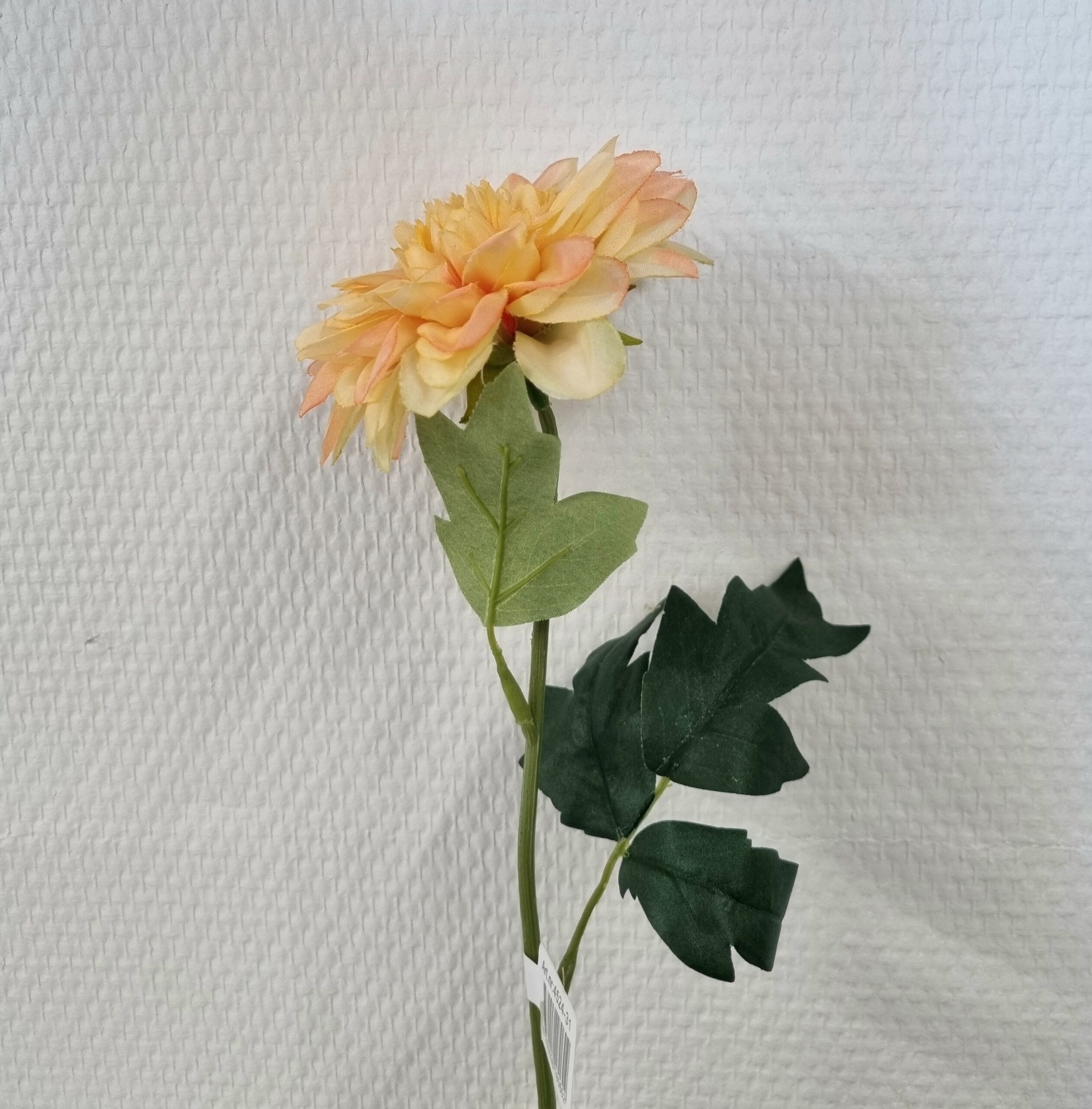Zinnia fin pastelorange