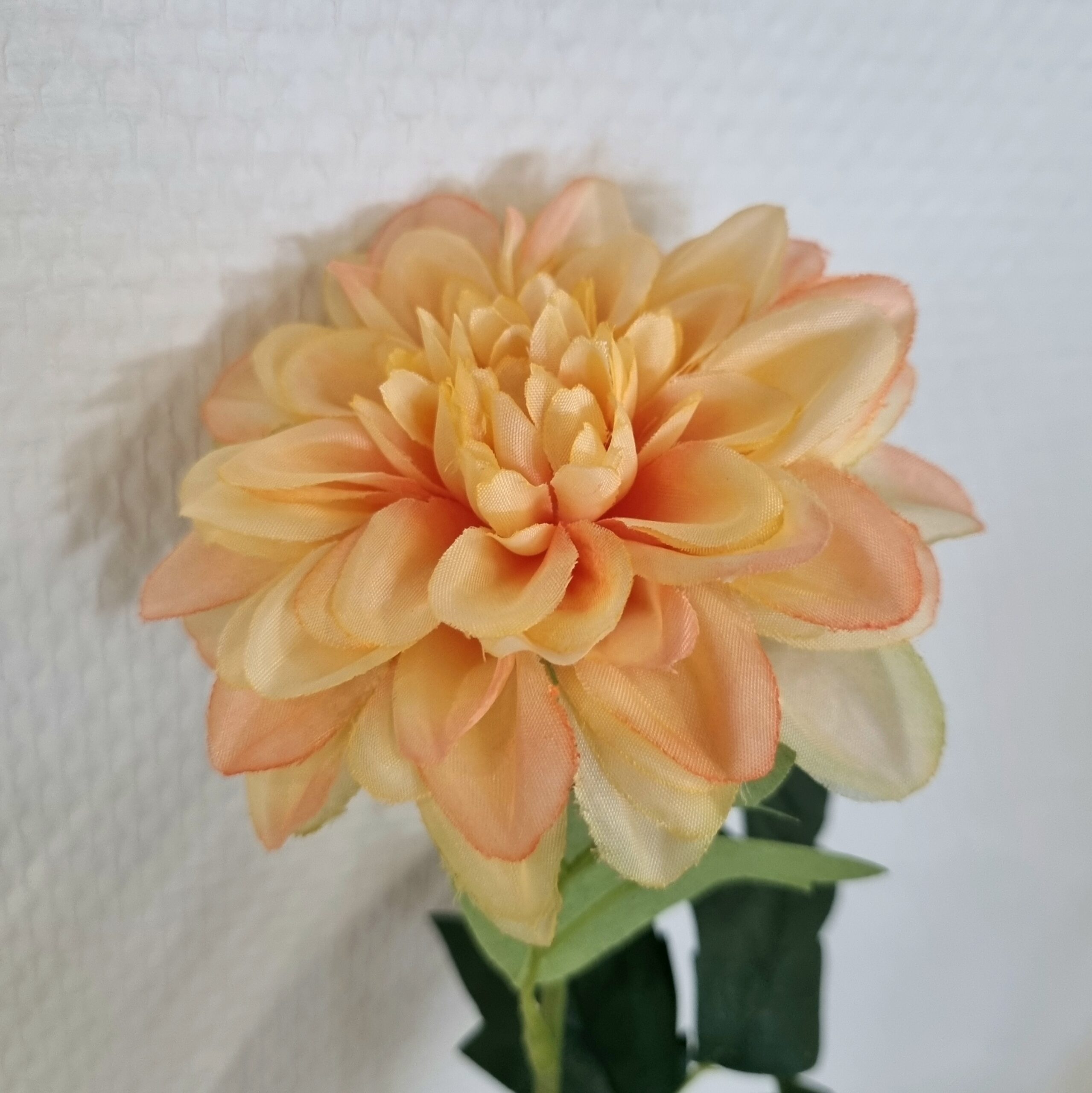 Zinnia fin pastelorange
